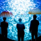 Những chiếc ô được lấy cảm hứng từ sứa!